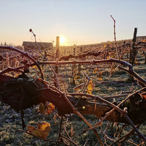 Winter in den Weingärten Hochgrail | © TVB Südsteiermark | Kastanienhof Klug