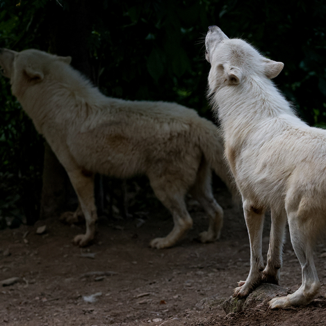 Heulender Hudson Bay Wolf im Tierpark Herberstein | © Tierpark Herberstein | Tierpark Herberstein