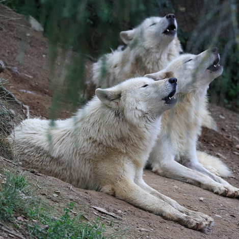 Hudson Bay Wolf im Tierpark Herberstein | © Tierpark Herberstein | Tierpark Herberstein