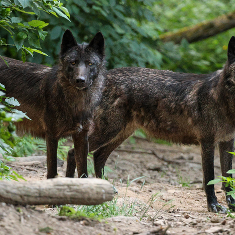 Timberwölfe im Tierpark Herberstein | © Tierpark Herberstein | Tierpark Herberstein