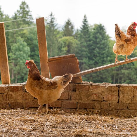 Hühner im Stall | © Urlaub am Bauernhof | Sabine Ertl