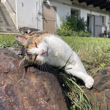Die Hofkatze | © STG | Lisa Anderle