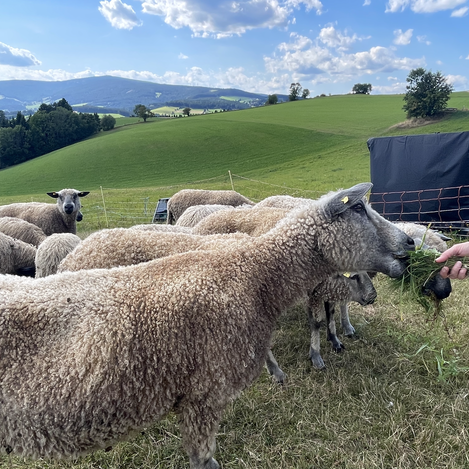 Schafe füttern | © STG | Lisa Anderle