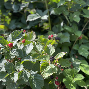 Brombeeren naschen | © STG | Lisa Anderle