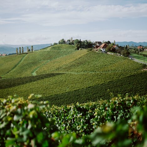Weingut Kögl | Studio Lou