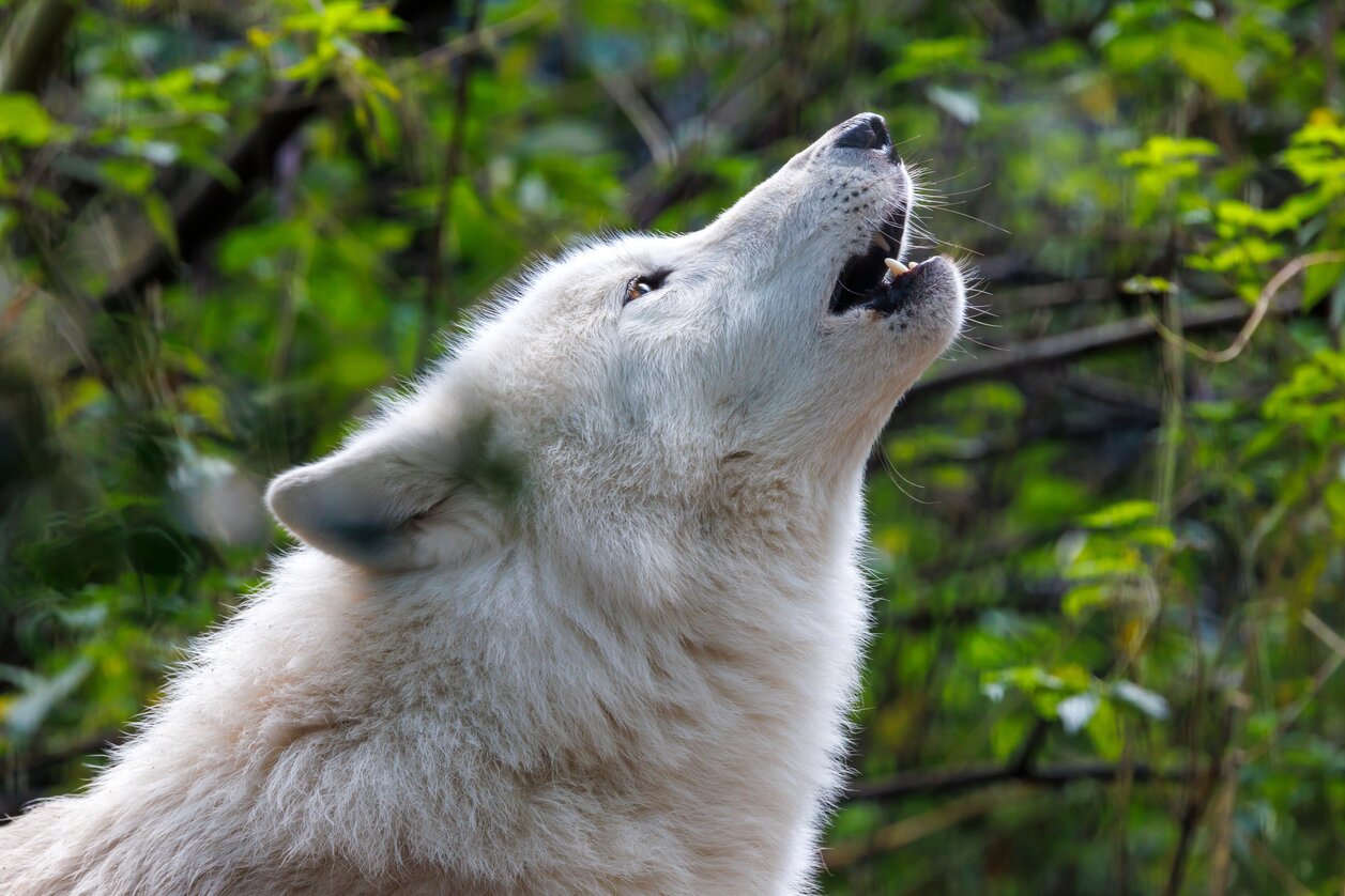 Weißer Wolf in Herberstein | © AdobeStock | Edwin Butter