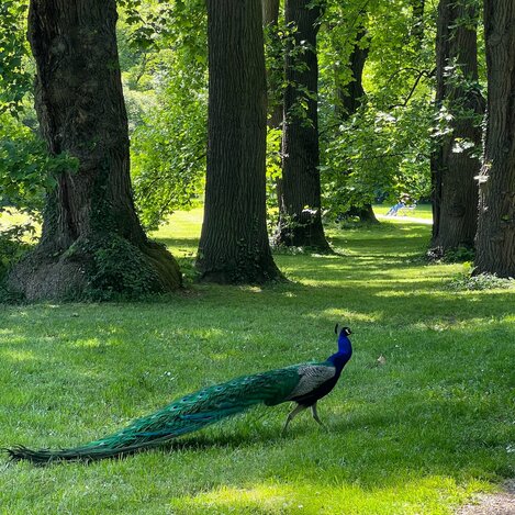 Hallo Pfau! | © STG | Franziska Resch