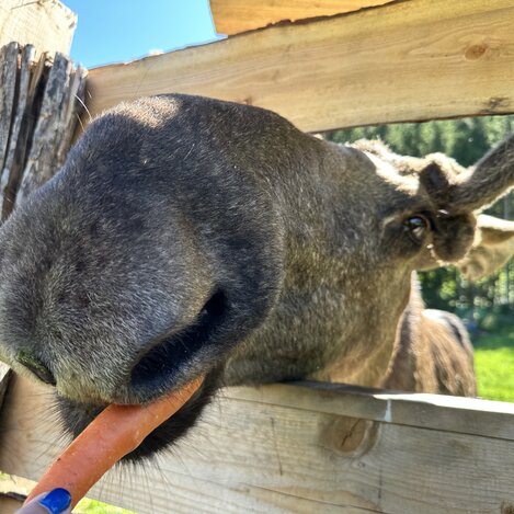 Brutus beim Snacken | © STG | Bettina Hochreiner
