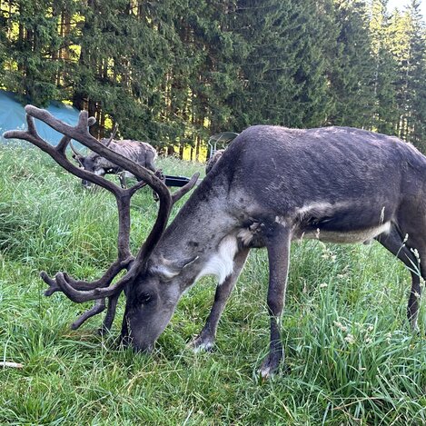 Die Rentiere Comet, Cupid und Dasher | © STG | Bettina Hochreiner