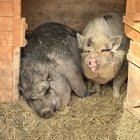Trüffel und Emma napserln ein bisschen | © STG | Bettina Hochreiner