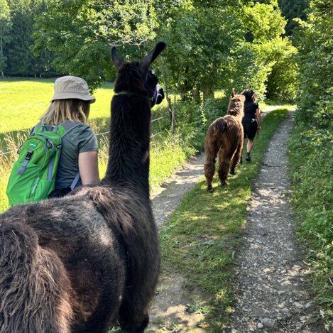 Lamas unterwegs | © STG | Bettina Hochreiner