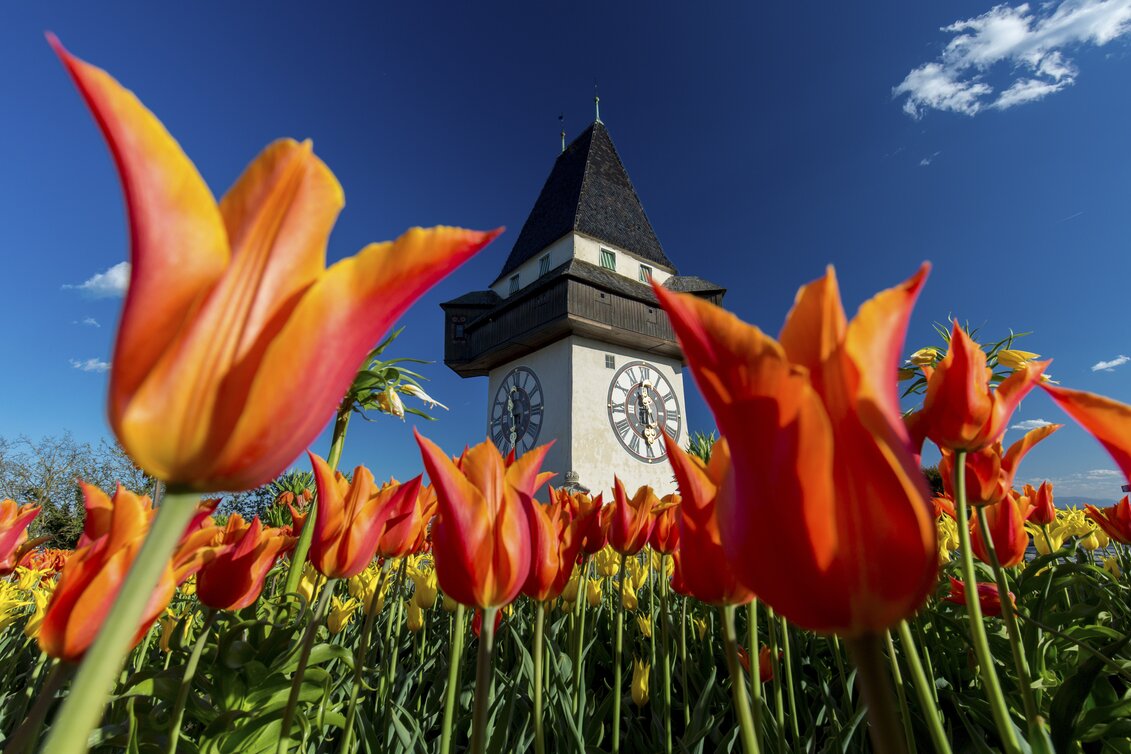 Frühling am Grazer Schlossberg: Uhrturm | © c Steiermark Tourismus / Harry Schiffer | Harry Schiffer
