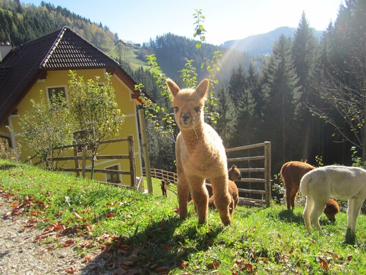 Alpaca Farm Stelzer_Alpaca_Eastern Styria | © Alpakahof Stelzer