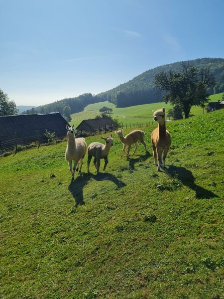 alpacas from the dörflgraf_Eastern Styria  | © Alpakas vom Dörfgraf