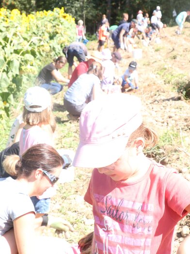 Bauernhof Kolb_Kartoffelernte_Oststeiermark | © Bauernhof Kolb | Sonja Spitzer | © Bauernhof Kolb