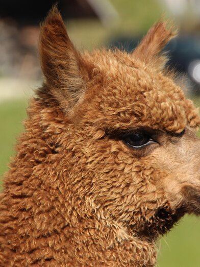 organic farm Kroisleitner_alpaca Rachel_Eastern Styria | © Biohof Kroisleitner | © Biohof Kroisleitner