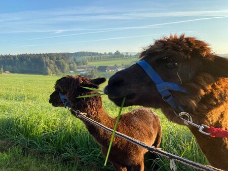 organic farm Kroisleitner_alpaca on meadow_Oststeiermark | © Oststeiermark Tourismus
