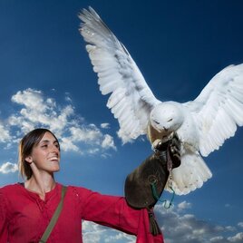 A woman in a red top is holding a white owl on her glove. The sky is blue and streaked with some clouds. | © TV Hochsteiermark,  Domenik Hutter
