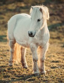 Pony-Time out Gmoarieglhof