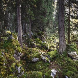 wild woods in the Gesäuse National Park | © Stefan Leitner