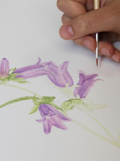 Botanische Illustrationen | © Alois Wilfing | Alois Wilfing | © Alois Wilfing