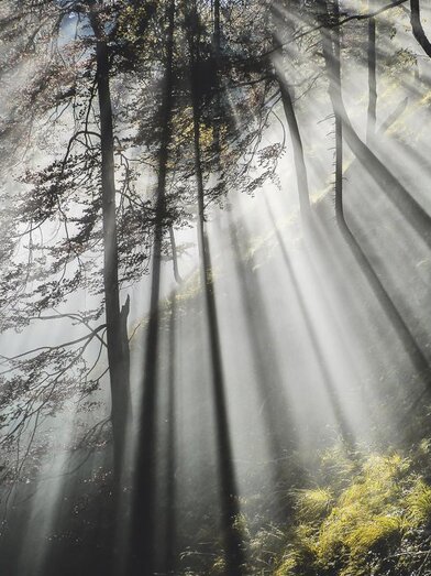 Magie des Herbstes | © Susanne Posegga | Susanne Posegga