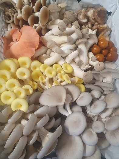 A selection of our mushrooms | © GutBehütet | GutBehütet | © GutBehütet