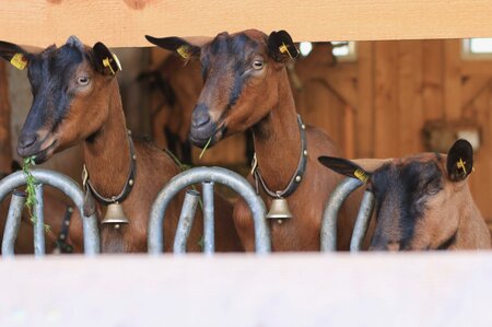 Group program_goat_Eastern Styria | © Wilde Goas