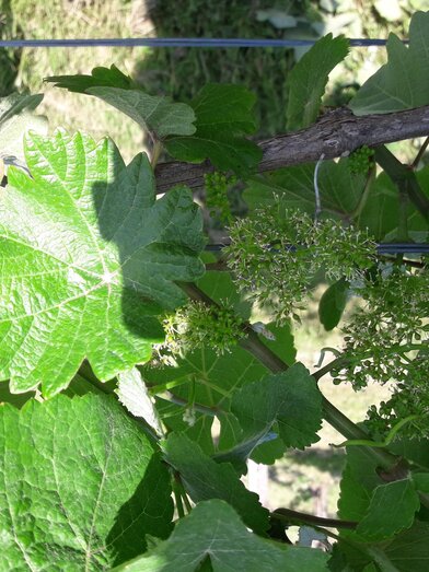 Weinblüte in den Weingärten vom Winzerhof Klöckl | © Winzerhof Klöckl | Veronika Klöckl | © Winzerhof Klöckl