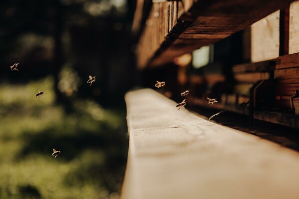 Bienenlehrpfad | © GenussReich