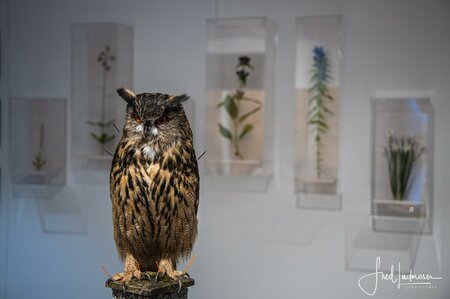 Naturkundemuseum | © TVB Mariazeller Land/Fred Lindmoser