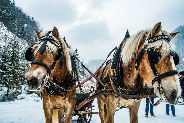 romantische Pferdeschlittenfahrt | © Christian Scheucher