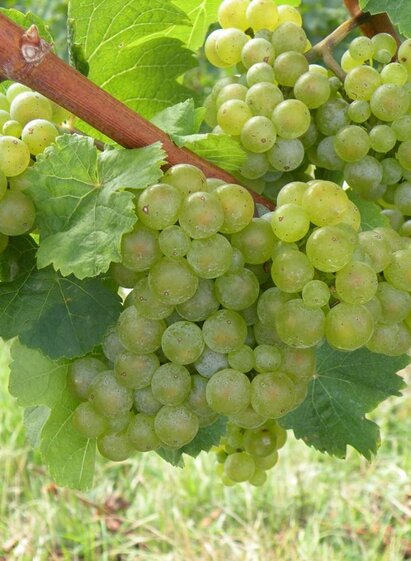 Reife Riesling Trauben in Kitzeck | © Weingut Albert | © Weingut Albert