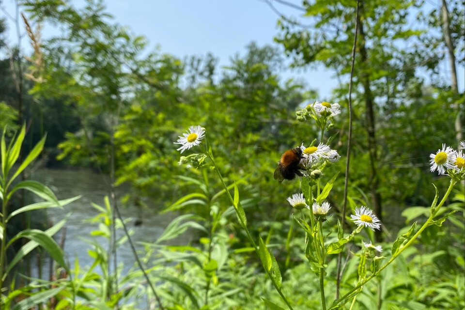 Eine Blumenwiese mit weißen Blüten und grünen Pflanzen. Im Hintergrund fließt ein ruhiger Fluss. | © Andreas Schuster