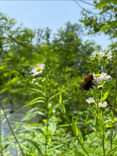 Eine Blumenwiese mit weißen Blüten und grünen Pflanzen. Im Hintergrund fließt ein ruhiger Fluss. | © Andreas Schuster