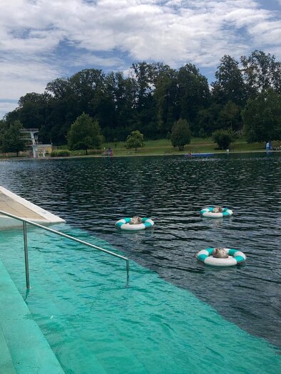 Blick auf ein idyllisches Naturbad mit klarem Wasser, sanftem Einstieg und weitläufiger Liegewiese. Umgeben von Bäumen lädt die ruhige Atmosphäre zum Schwimmen, Entspannen und Genießen der Natur ein. Die Wasser Biennale in Fürstenfeld. | © Glassner&Serasini
