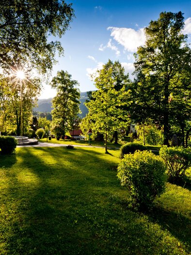 A green park landscape with many trees and bushes. The sun shines through the leaves and casts long shadows on the lawn.
