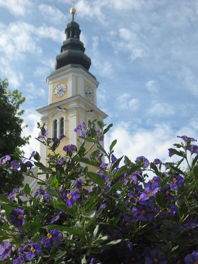 látható egy templomtoronnyal, amelyet virágzó mező vesz körül elöl. | © Gemeinde Wenigzell