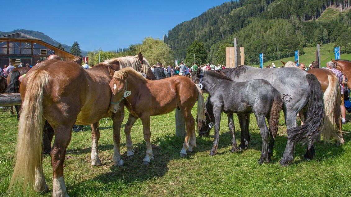 Eine Gruppe von Pferden steht auf einer Wiese. Im Hintergrund sind Zuschauer und eine bewaldete Landschaft zu sehen. | © TV Murau