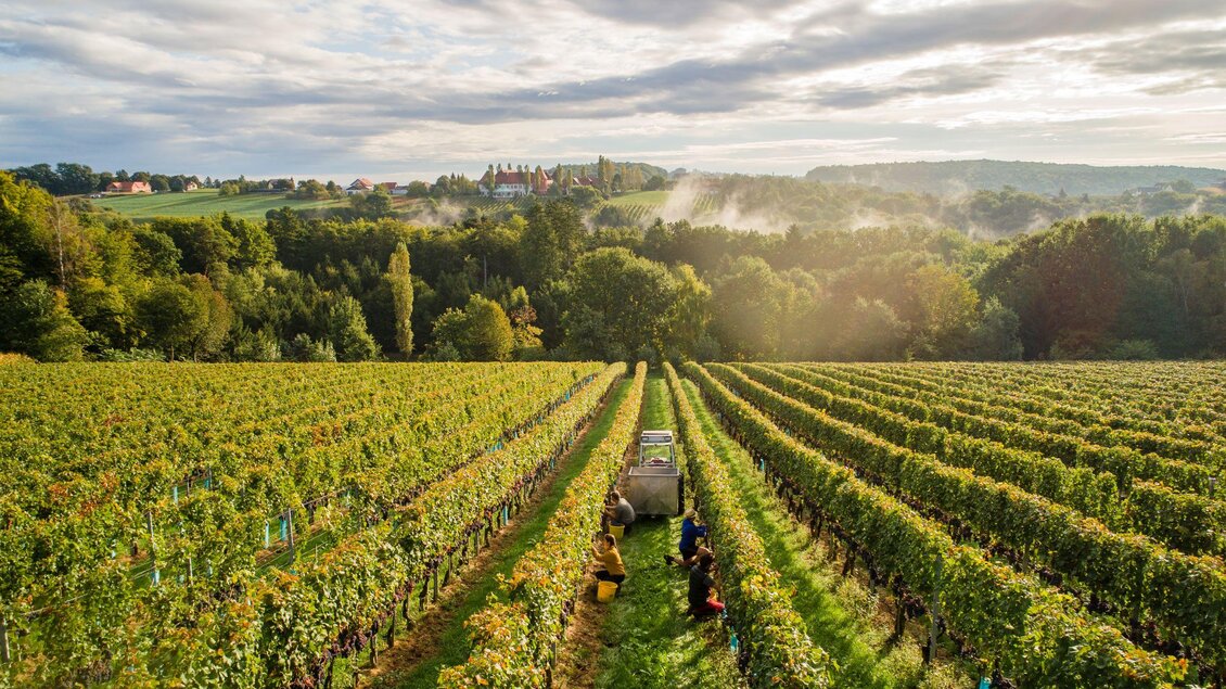 Ein malerischer Weinberg mit Reihen von Reben und Arbeitern bei der Weinlese. Im Hintergrund sind sanfte Hügel und ein Schloss sichtbar.
