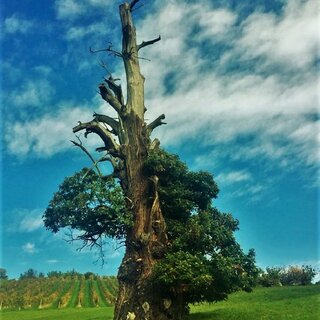 Resilienz Baum | © www.margitweingast.at