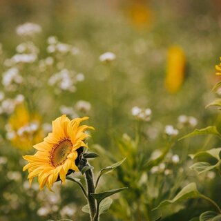 Sonnenblumen | © Lupi Spuma