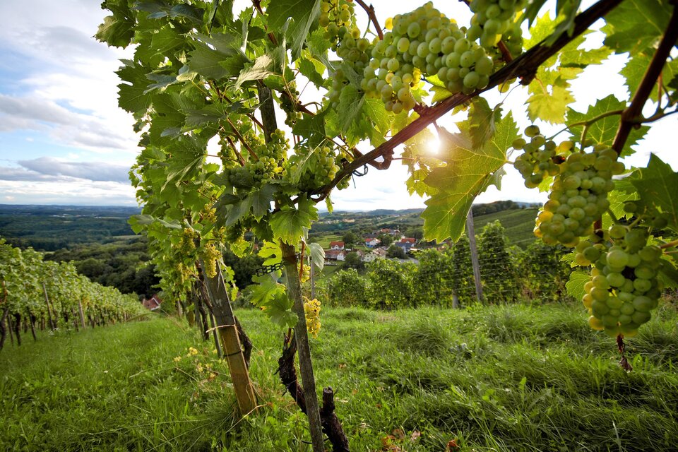<p>Saftige Trauben hängen an einer Weinrebe, und ein herrlicher Blick in die Landschaft</p> | © Oststeiermark Tourismus