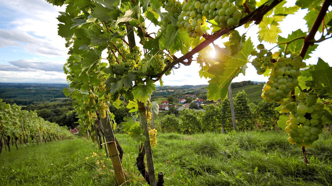 <p>Saftige Trauben hängen an einer Weinrebe, und ein herrlicher Blick in die Landschaft</p> | © Oststeiermark Tourismus