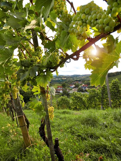 <p>Lédús szőlőfürtök lógnak egy szőlőtőkéből, és egy csodálatos kilátás a tájra</p> | © Oststeiermark Tourismus