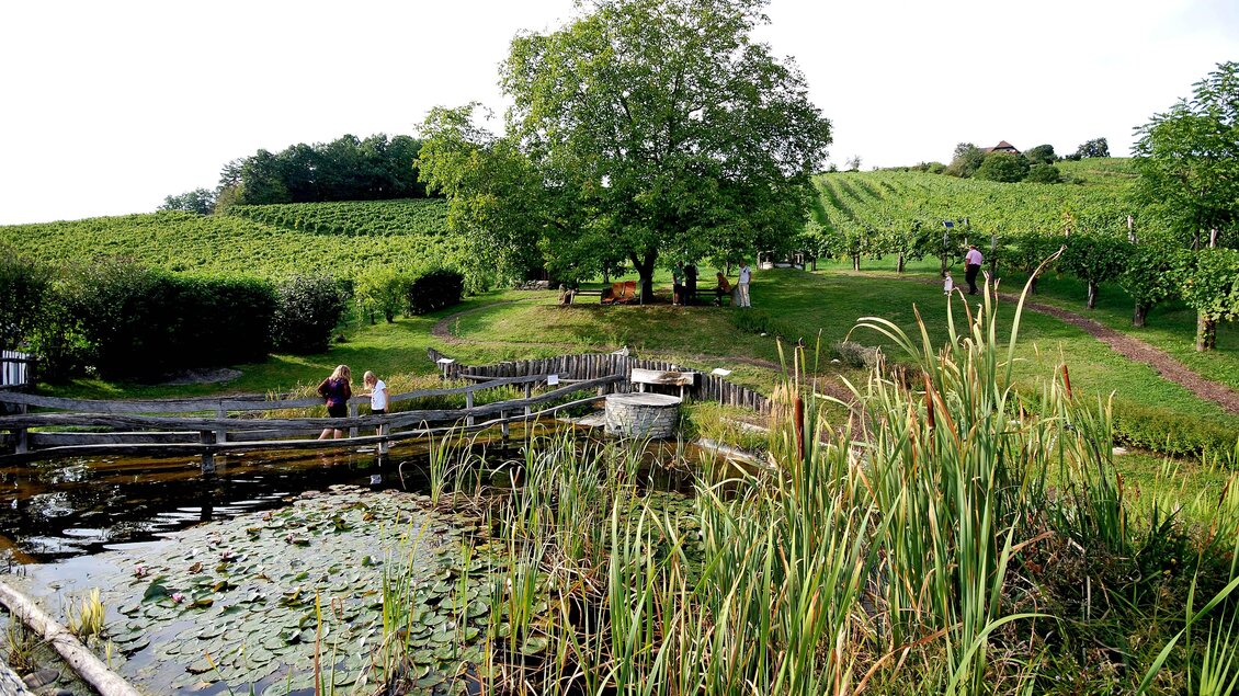 Eine grüne Landschaft mit Weinbergen und einem Teich. Im Vordergrund wachsen hohe Gräser und im Hintergrund sind Bäume zu sehen.