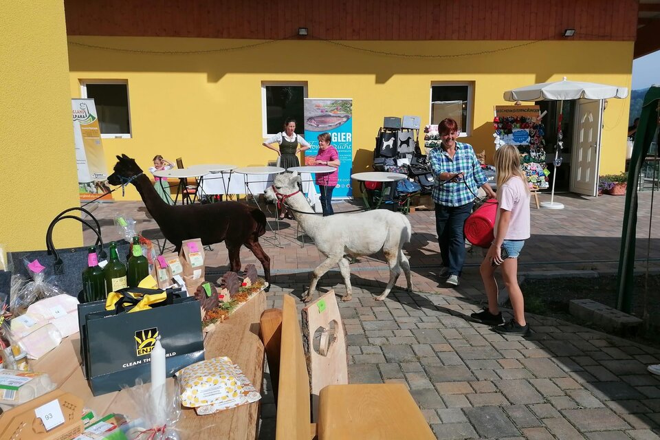 Zwei Lamas stehen in einem Außenbereich, während Erwachsene und ein Kind mit ihnen interagieren. Im Hintergrund sind Tische mit verschiedenen Produkten und ein gelbes Gebäude sichtbar. | © Apfelmaier