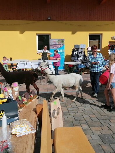 Zwei Lamas stehen in einem Außenbereich, während Erwachsene und ein Kind mit ihnen interagieren. Im Hintergrund sind Tische mit verschiedenen Produkten und ein gelbes Gebäude sichtbar. | © Apfelmaier