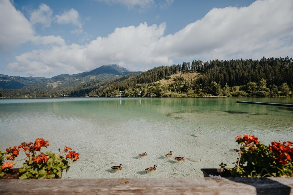 Ein klarer See mit sanften Wellen und einem malerischen Landschaftshorizont. Enten schwimmen friedlich im Wasser, während Blumen den Vordergrund schmücken. | © TV Hochsteiermark, nicoleseiser.at