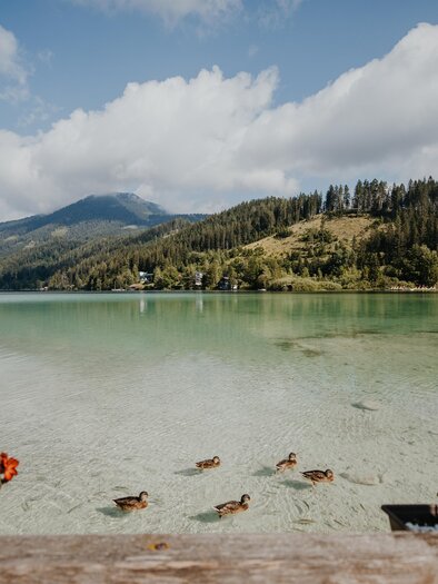 Ein klarer See mit sanften Wellen und einem malerischen Landschaftshorizont. Enten schwimmen friedlich im Wasser, während Blumen den Vordergrund schmücken. | © TV Hochsteiermark, nicoleseiser.at